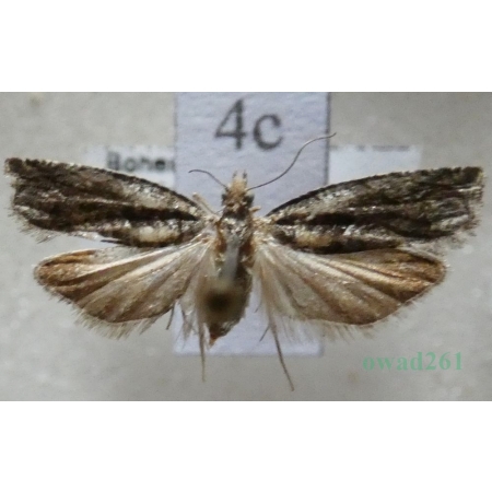 Epinotia nisella (Clerck, 1759) Czech4c